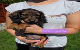 Dachshund dogs for sale: Red long-haired standard dachshund puppies - Image 19