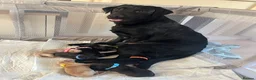 Borador dogs for sale: 6 Labrador /Borador Puppies for Sale Boys & Girls - Advert 10