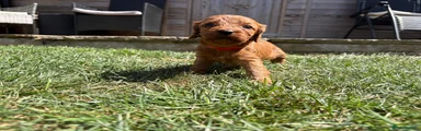 Cavapoo red