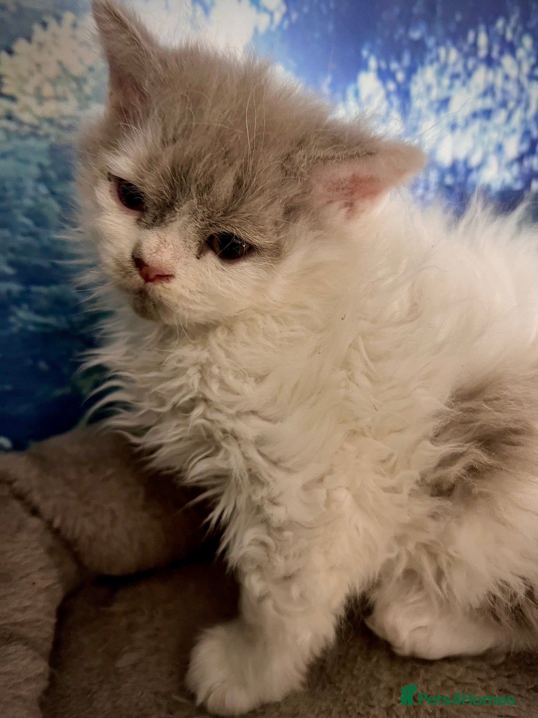 Selkirk Rex cats for sale: Gorgeous Selkirk Rex kittens - Image 37