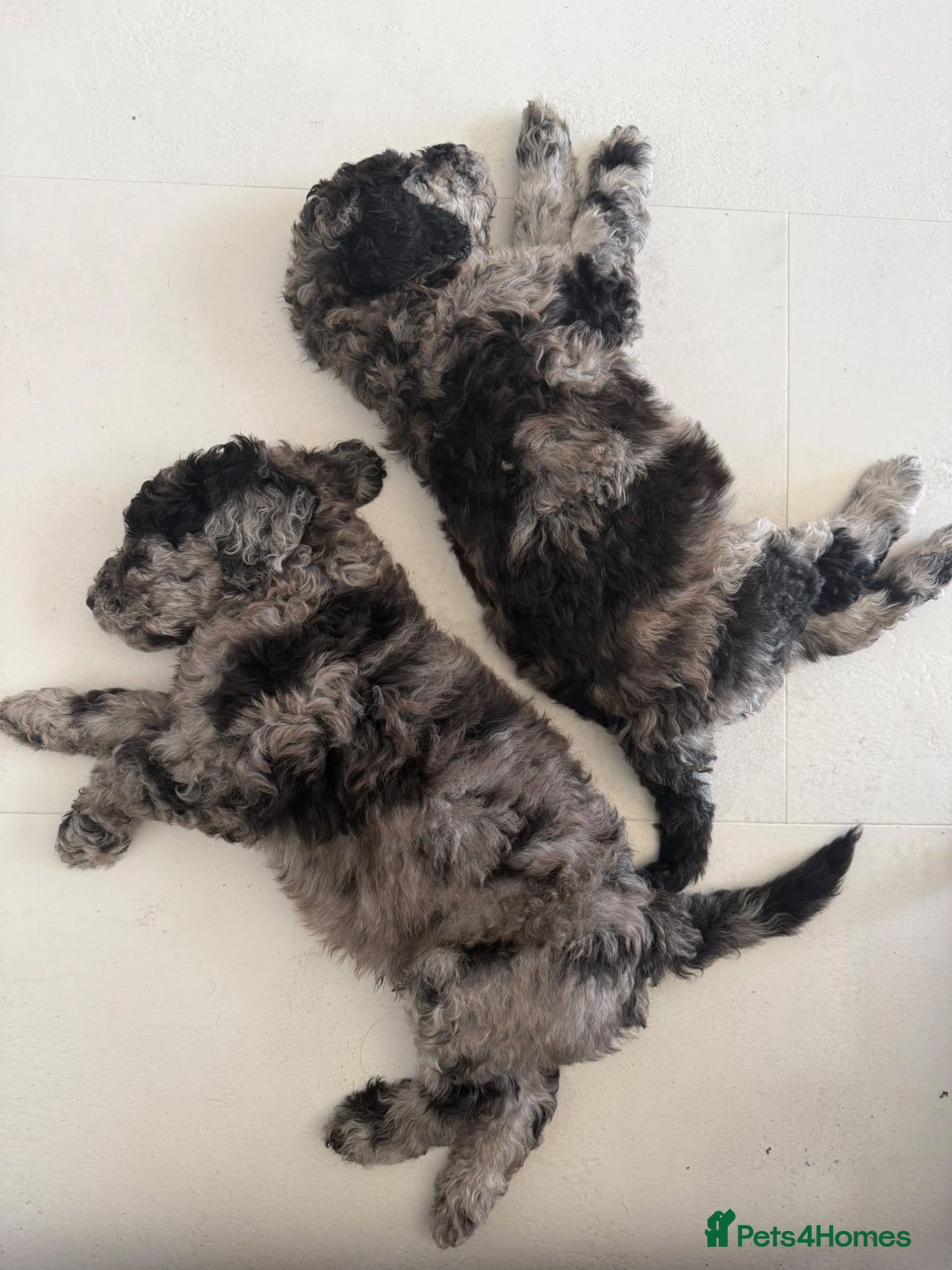Standard Poodle dogs  standard poodles! - Advert 1