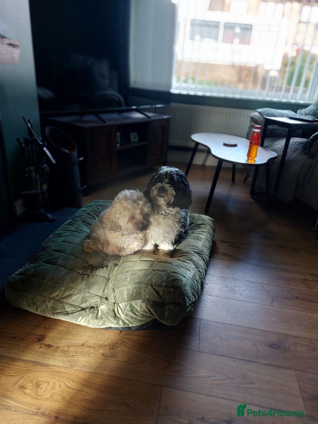 Shihpoo dogs for sale: 6 shihpoo puppy's got sale  - Advert 9