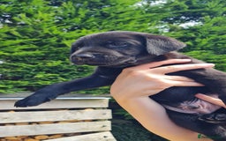 Labrador Retriever dogs for sale: Labrador puppies  - Image 7