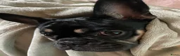 Frug dogs for sale: Female Frug - Advert 15