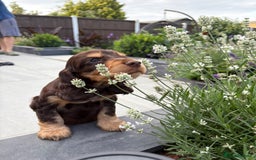 Cocker Spaniel dogs for sale: beautiful KC show cocker spaniel puppies  - Image 1