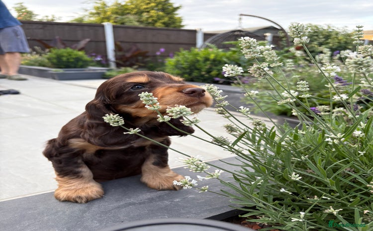Cocker Spaniel dogs - Advert 5