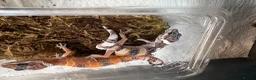 Leopard Gecko reptiles for sale: 9 week old leopard gecko babies  in Alexandria - Advert 2