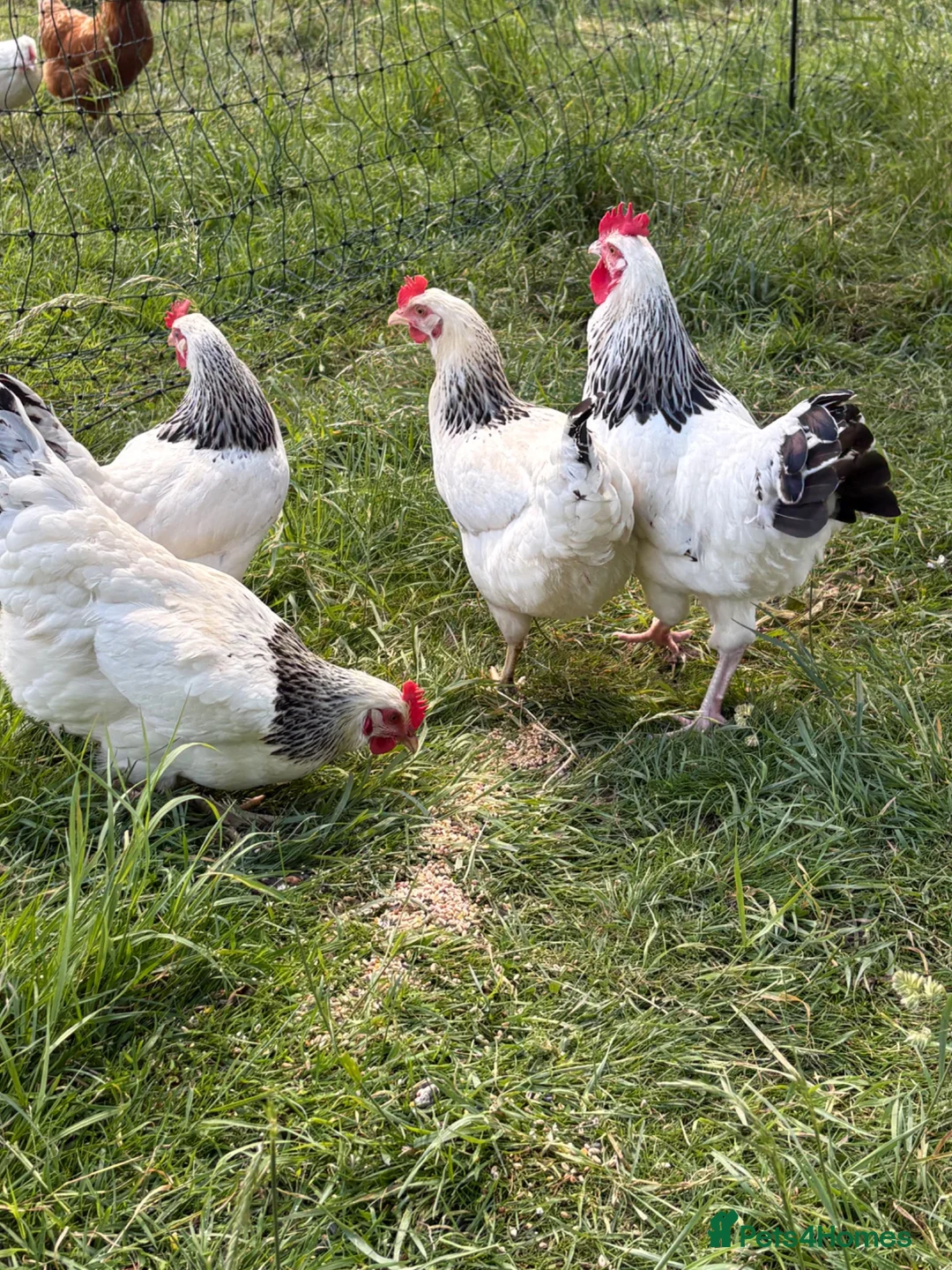 Chickens poultry for sale: Light Sussex chicks  - Advert 2