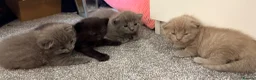 Ragdoll cats for sale: Ragdoll x British Shorthair blue kittens  - Advert 12