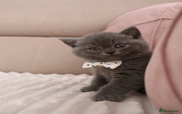 British Shorthair cats for sale: ❤️British Shorthair Kittens GCCF -Ready December  - Image 6