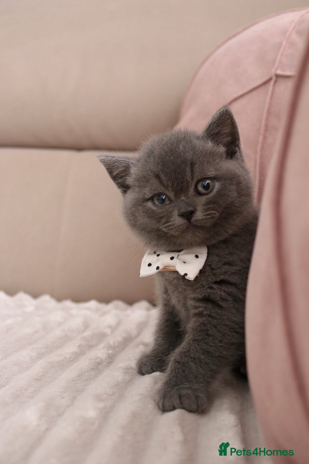 British Shorthair cats for sale: ❤️British Shorthair Kittens GCCF -Ready December  - Image 6