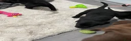 Borador dogs for sale: Borador pups for sale - Advert 6