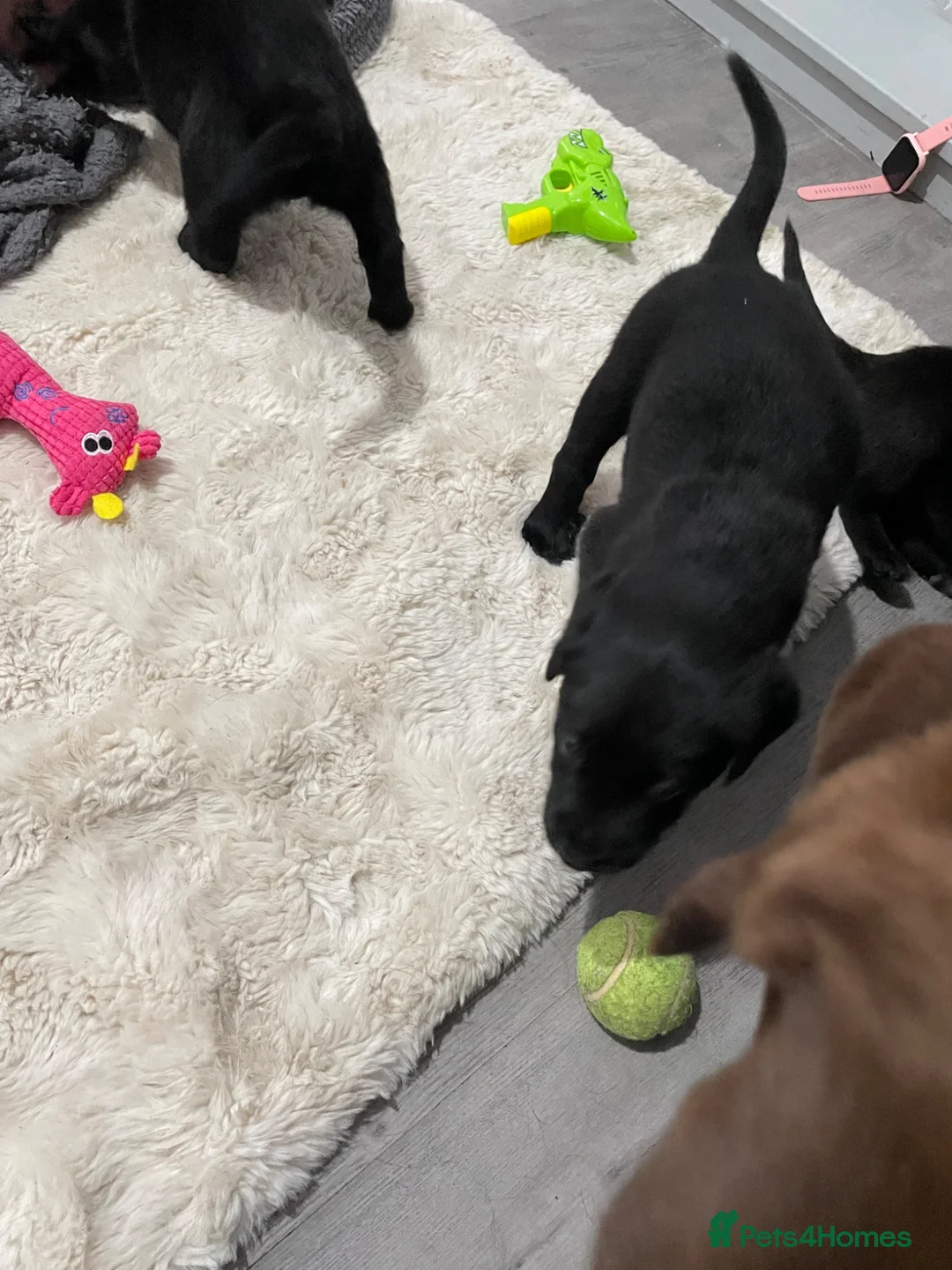 Borador dogs for sale: Borador pups for sale - Advert 6