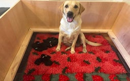Labrador Retriever dogs for sale: Stunning litter of 8 Labrador puppies - Image 2