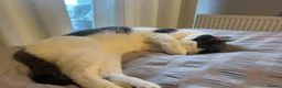 Domestic Shorthair cats for sale: Hendrix-12 Year old Male-Looking for a Quiet Home  - Advert 6