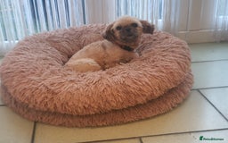 Shih Tzu dogs for sale: Shih Tzu female  - Image 2