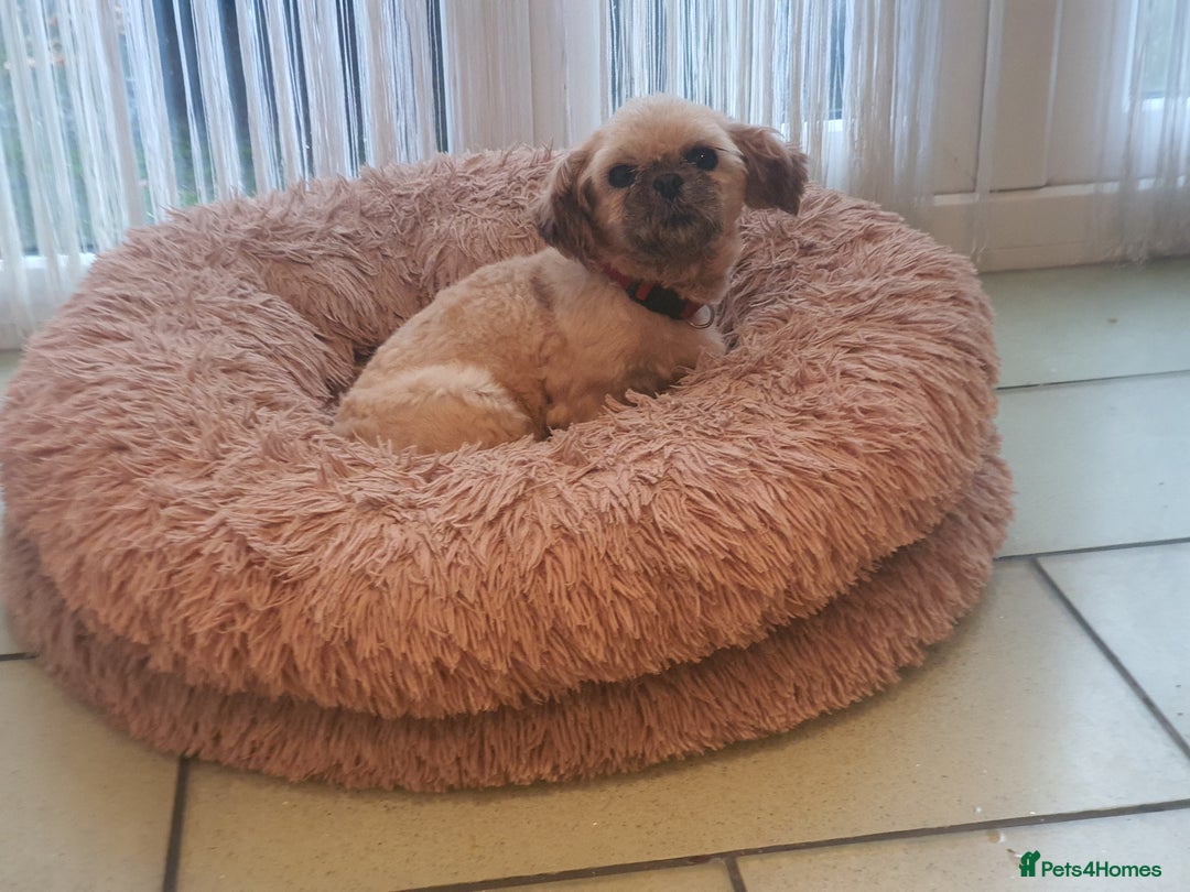 Shih Tzu dogs for sale: Shih Tzu female  - Image 2
