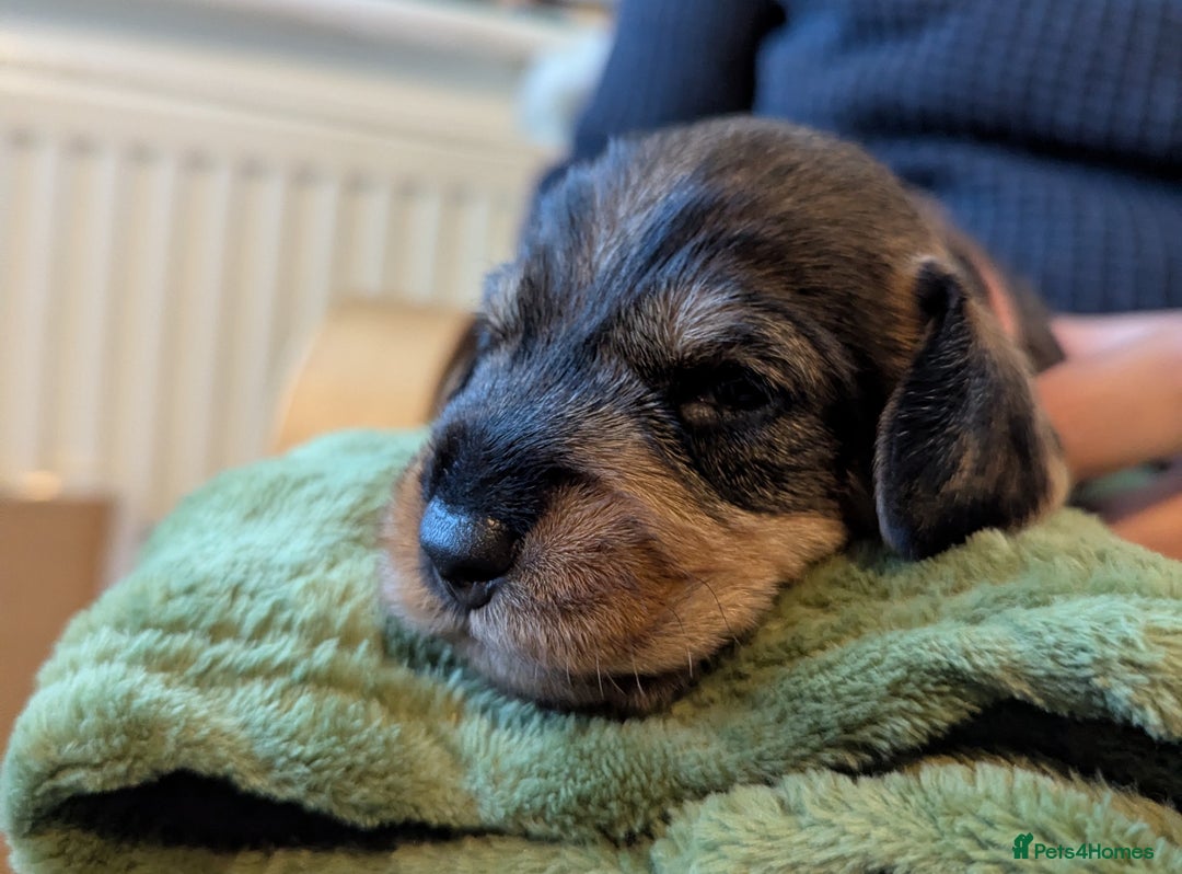 Dachshund dogs for sale: Standard Wirehaired Dachshund Puppies - Image 14