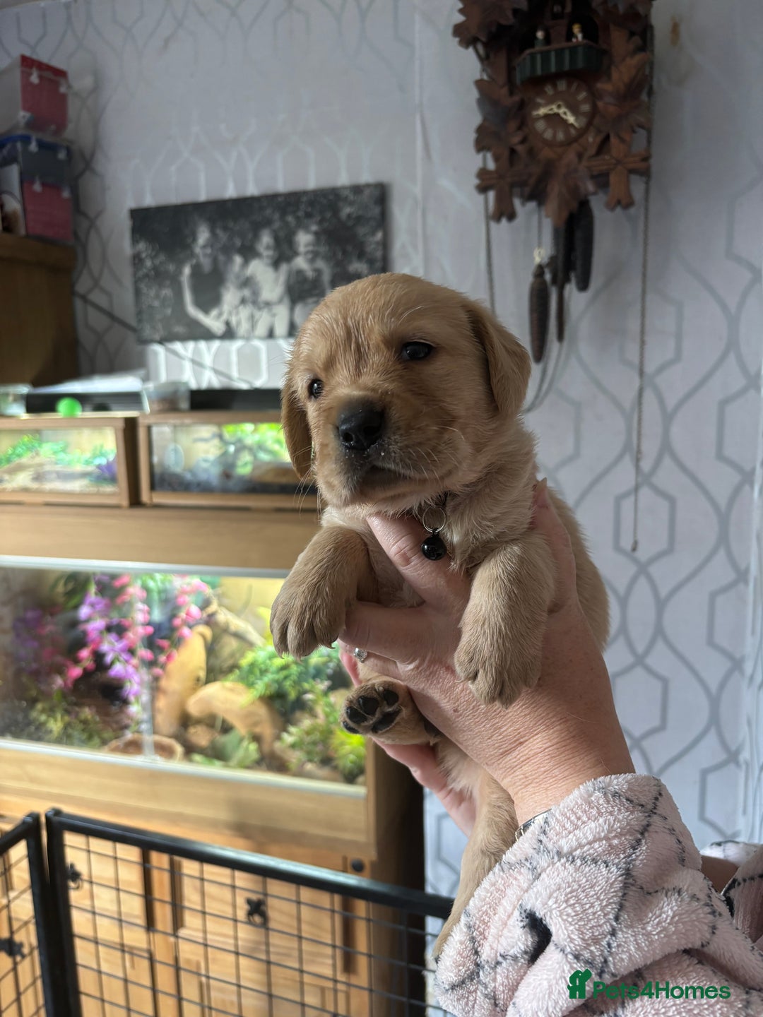 Goldador dogs for sale: Goldador - Image 6