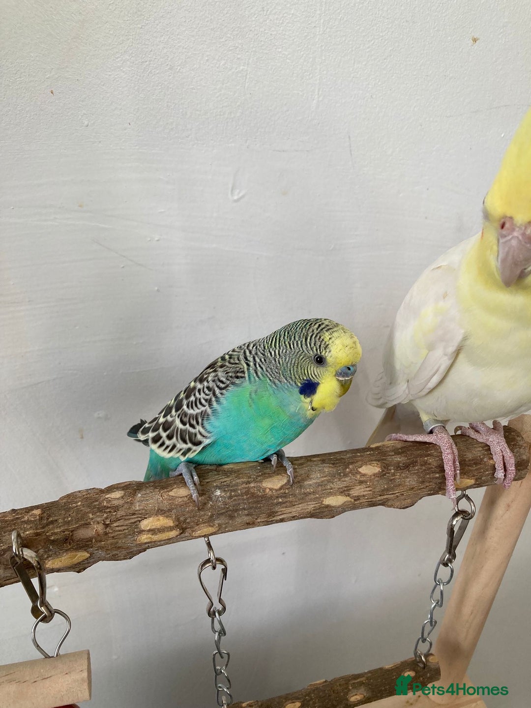 Mixed Breed birds for sale: Cockatiel and budgie (both male) - Advert 6