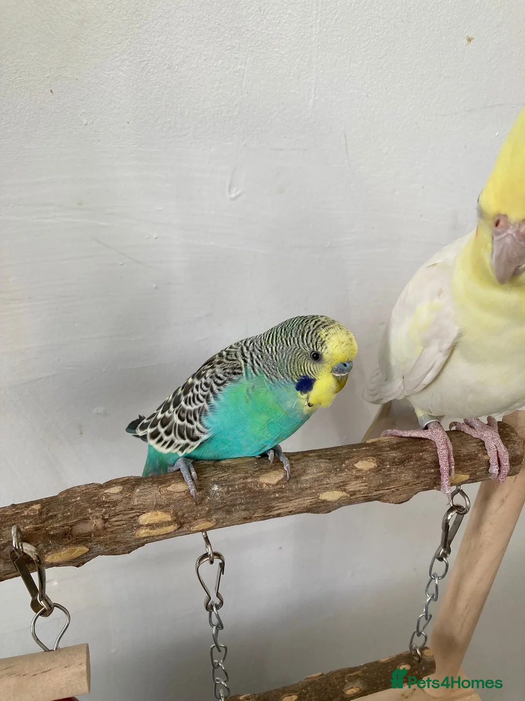 Mixed Breed birds for sale: Cockatiel and budgie (both male) - Advert 6