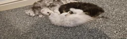 Persian cats for sale: 4 Persian Kittens Doll Face  - Advert 8