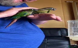Conures birds for sale: Baby silly tame green cheek conures  - Image 4