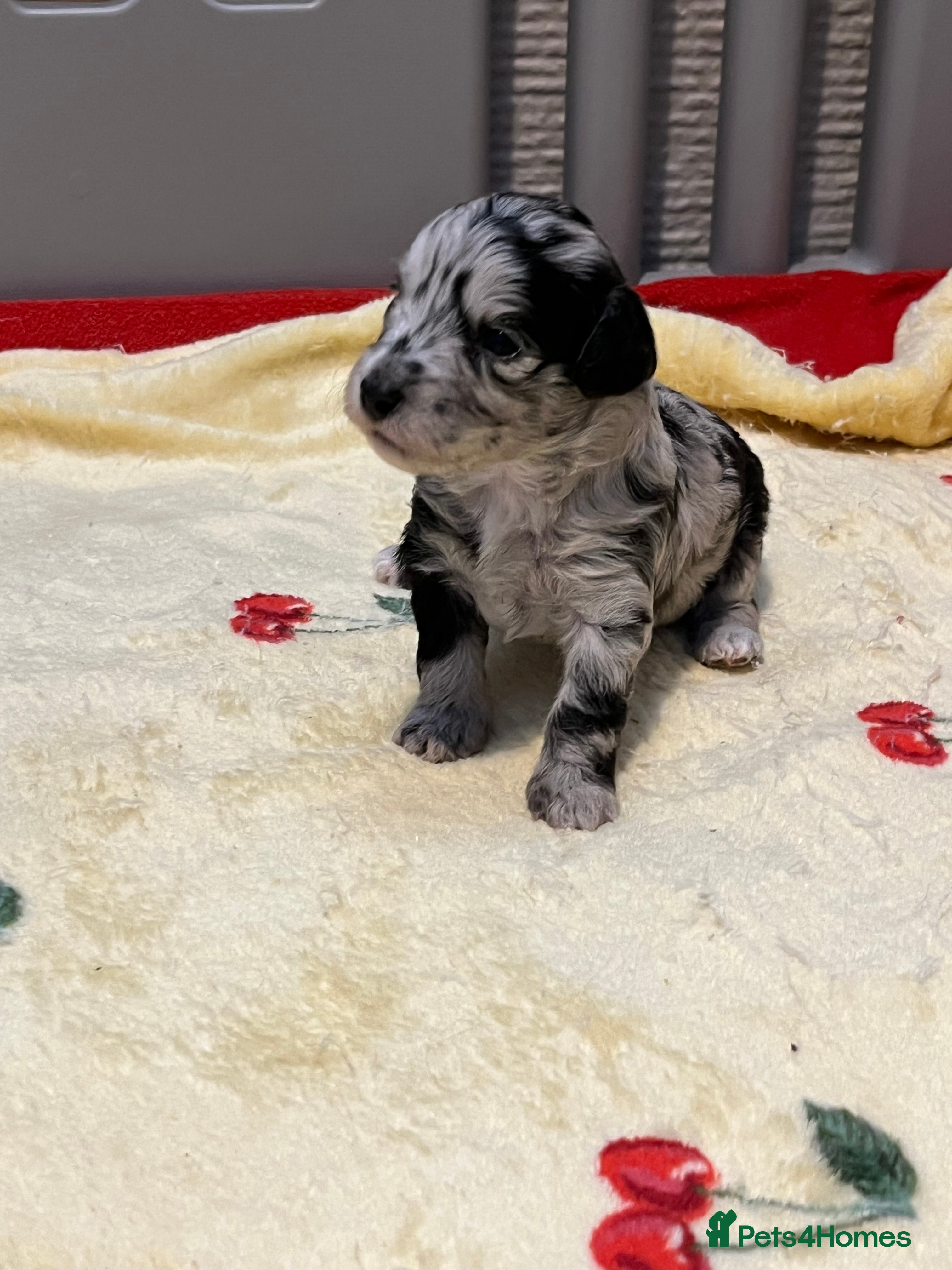 Cockapoo dogs F1b cockapoos - Advert 18