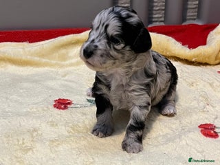 Cockapoo dogs F1b cockapoos - Advert 7