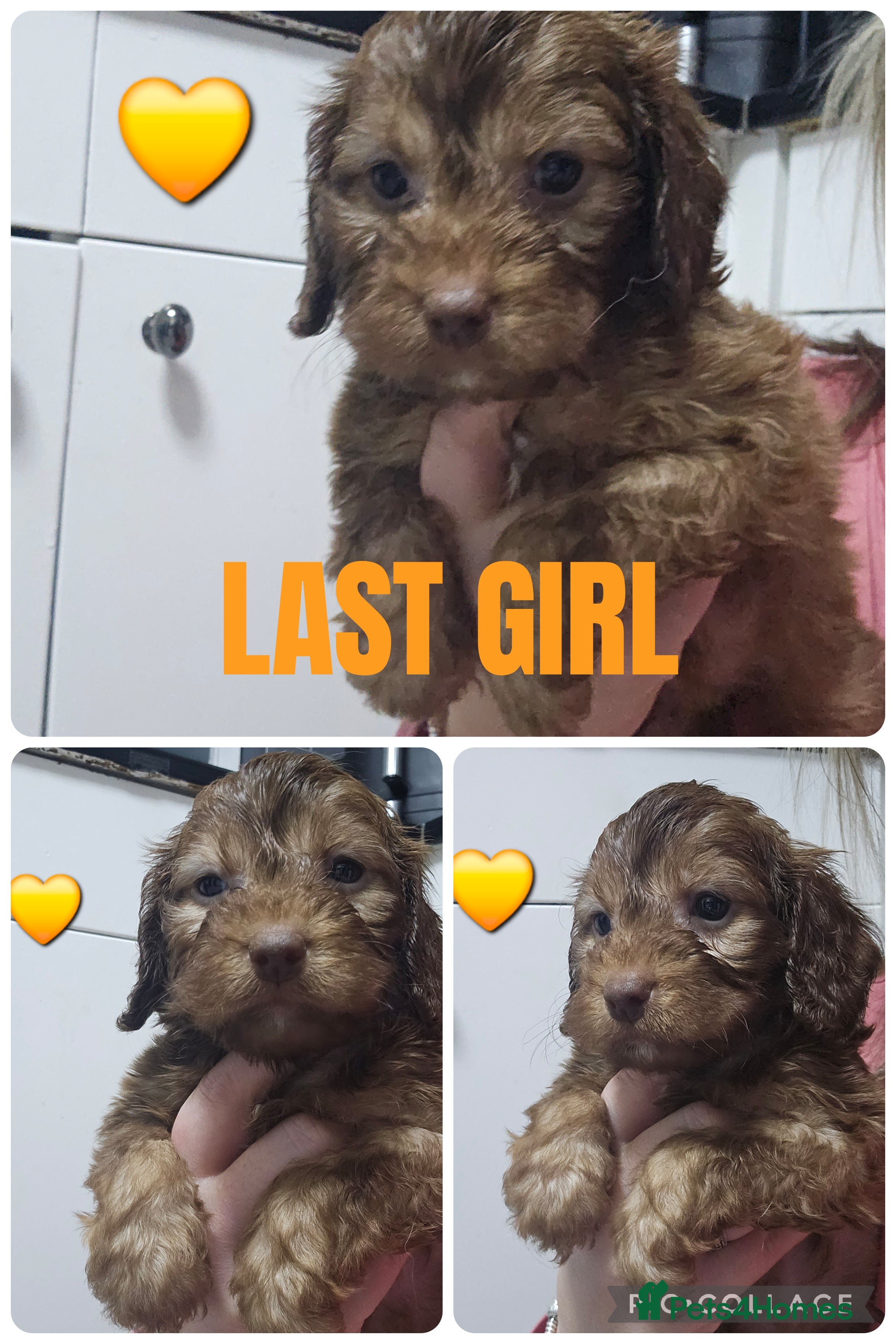 Cockapoo dogs F1 cockerpoo puppies  - Advert 3