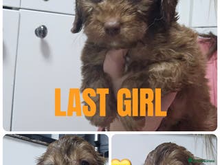 Cockapoo dogs F1 cockerpoo puppies - Advert 3