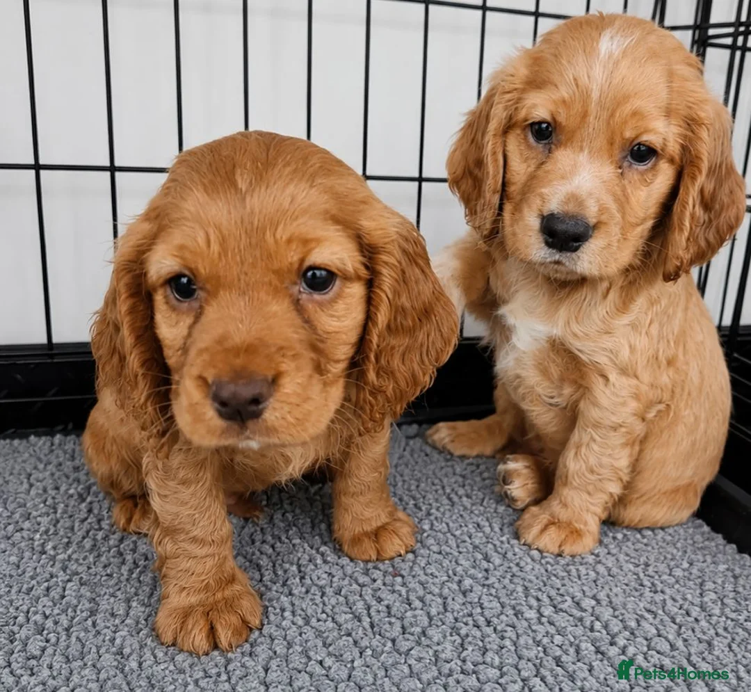 Cocker Spaniel dogs for sale: Cocker pups, 2 males left both red dogs  - Advert 2