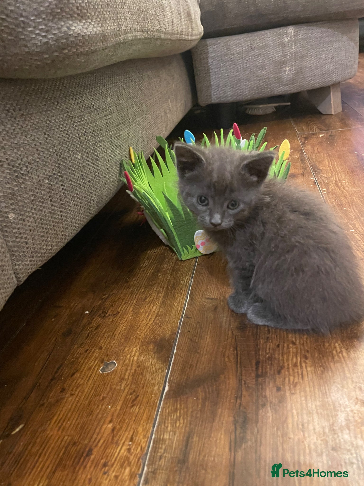 Mixed Breed cats Female grey kitten  - Advert 2