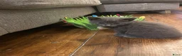 Mixed Breed cats for sale: Female grey kitten  - Advert 1