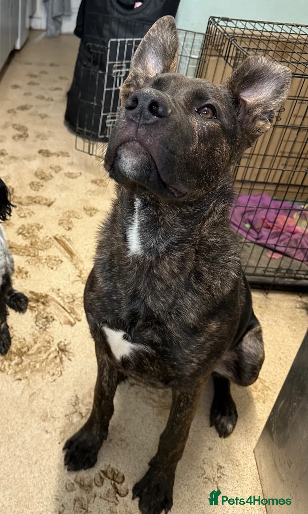 Mixed Breed dogs for sale: Bobby - Advert 4