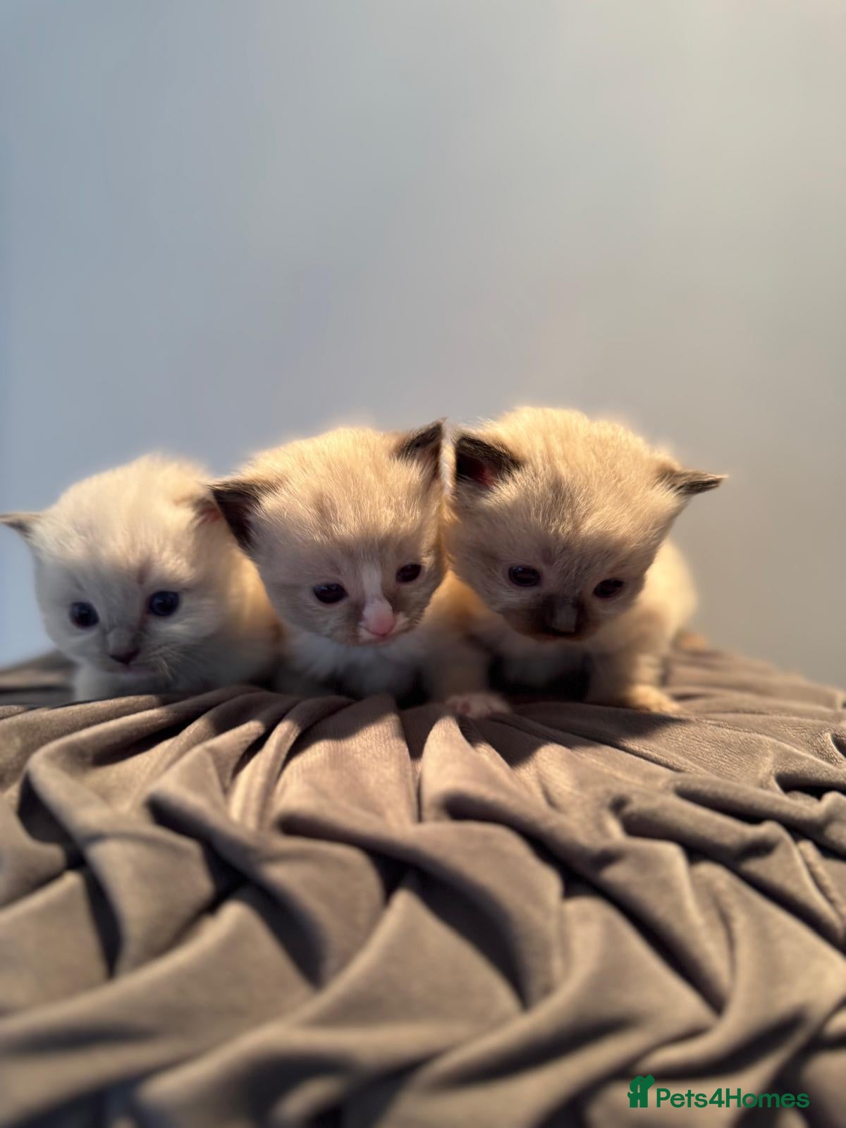 Ragdoll cats PURE BREED RAGDOLLS - Advert 1