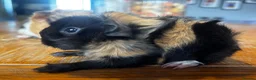 Guinea Pig rodents for sale: Beautiful girls handsomr boys - Advert 2