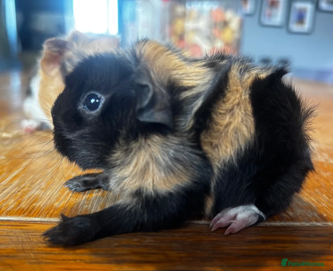 Guinea Pig rodents for sale: Beautiful girls handsomr boys - Advert 2