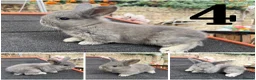Continental Giant rabbits for sale: Gorgeous Conti/French Lop Bunnies ♥️ - Advert 5
