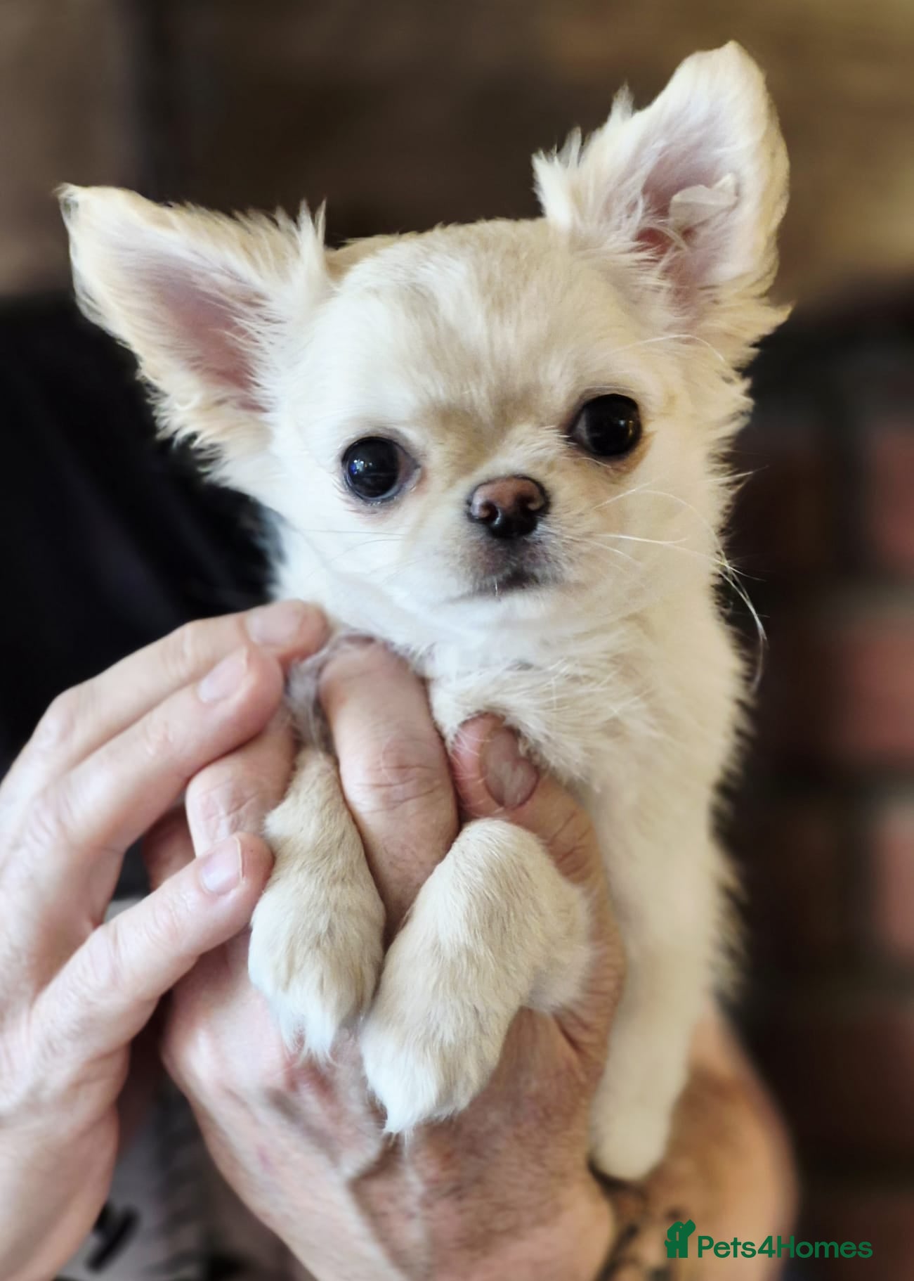 Chihuahua dogs Amazing Cream Longcoat Chihuahua Puppy. - Advert 2