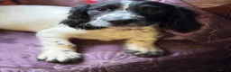 Sprocker dogs for sale: Beautiful Blue Roan Sprocker pups available.  - Advert 8