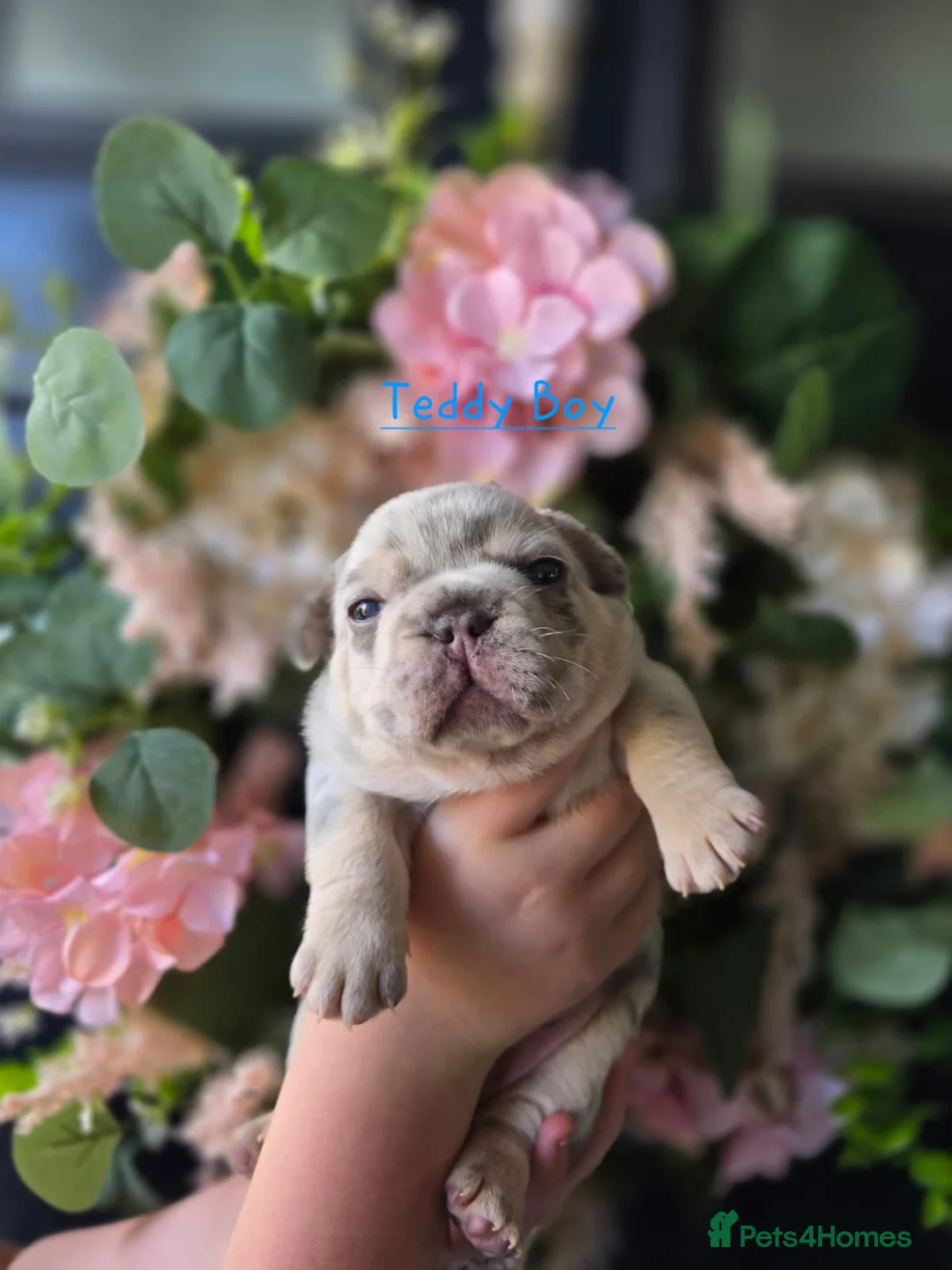 French Bulldog dogs for sale: Stunning little of French Bulldog puppies  - Advert 2