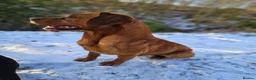 Labrador Retriever dogs for stud: AT STUD Fox Red Labrador | 0/0 Hips in Kirriemuir - Advert 13