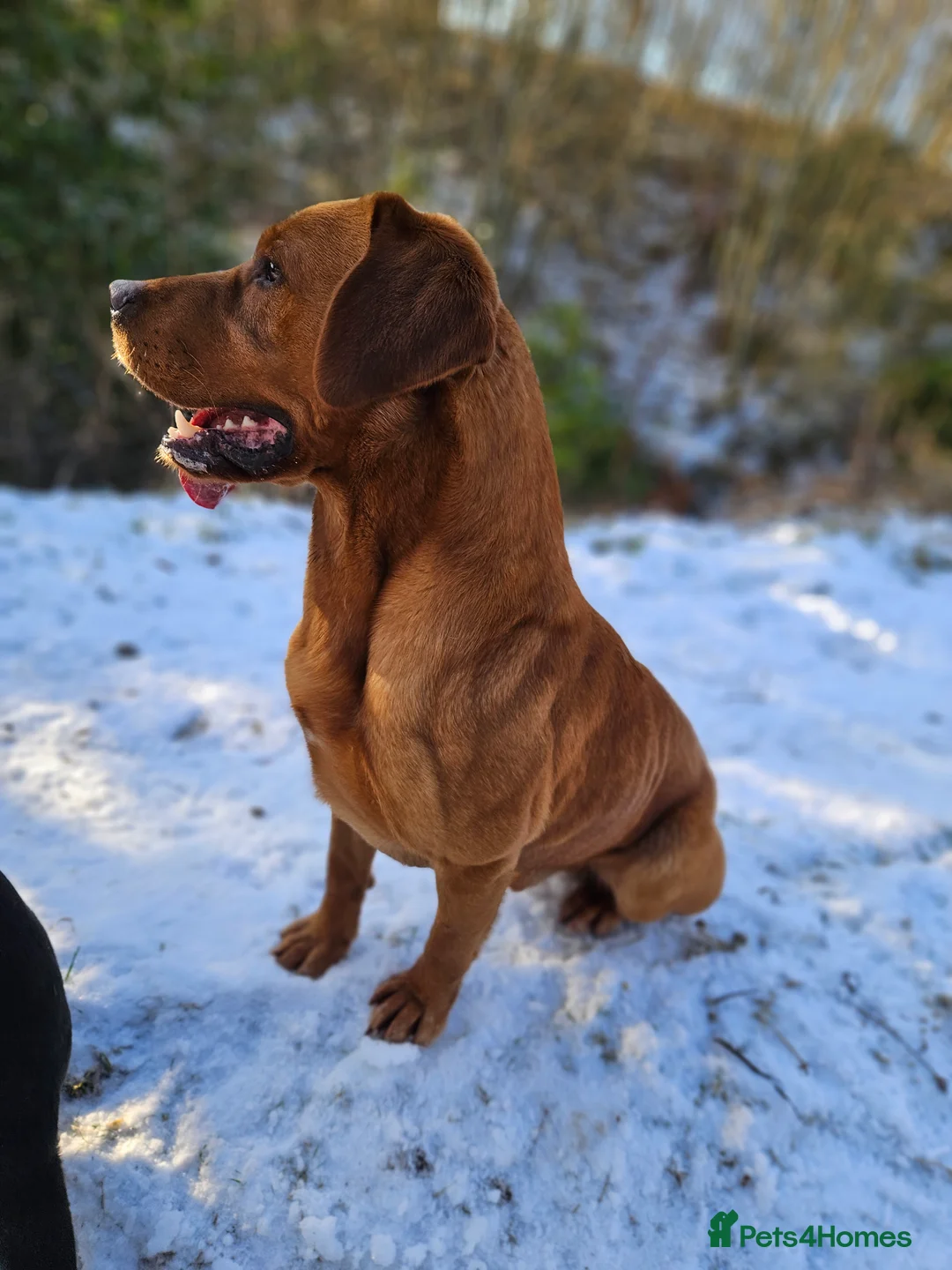 Labrador Retriever dogs for stud: AT STUD Fox Red Labrador | 0/0 Hips in Kirriemuir - Advert 13
