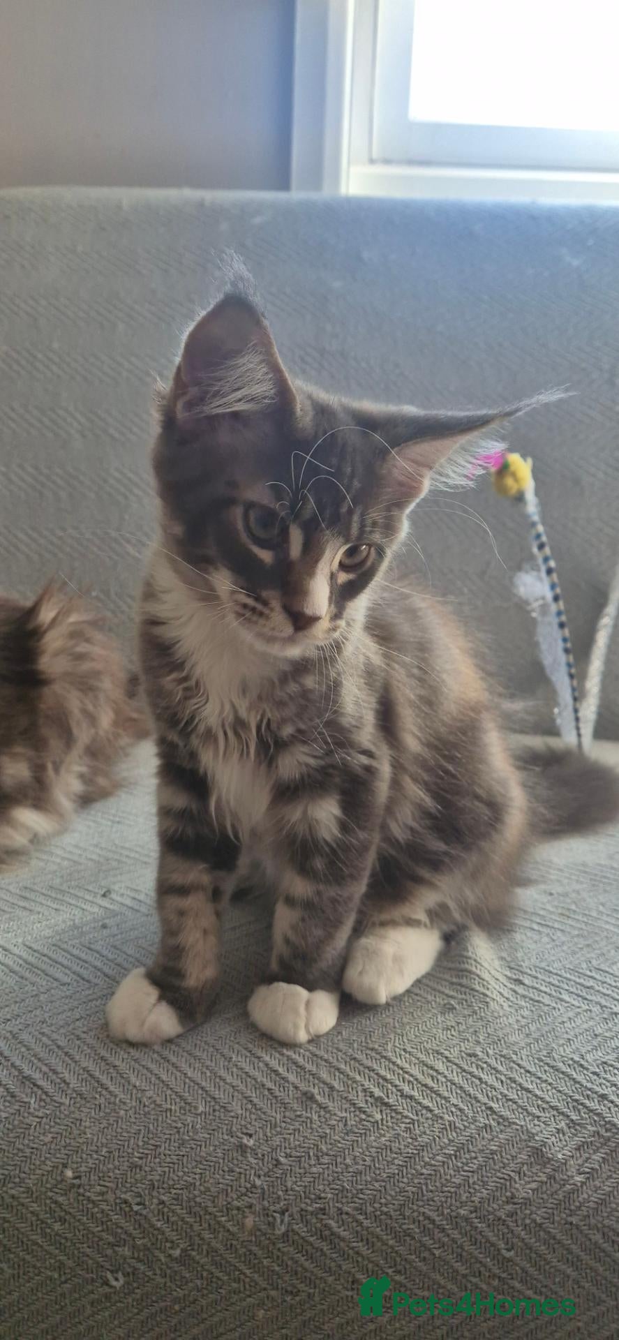 Maine Coon cats Maine Coon Boys from Large line(pet only) - Advert 2