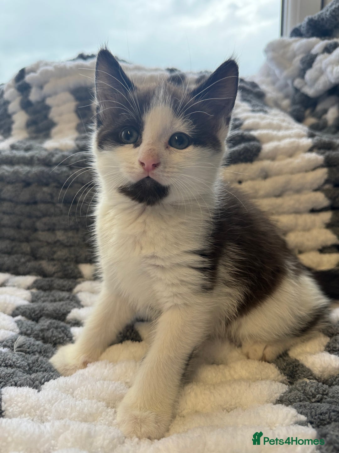 Mixed Breed cats for sale: 2 Kittens left ‼️ReadyToGo reduce price - Advert 4