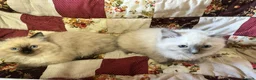 Ragdoll cats for sale: Ragdoll kittens  - Advert 5