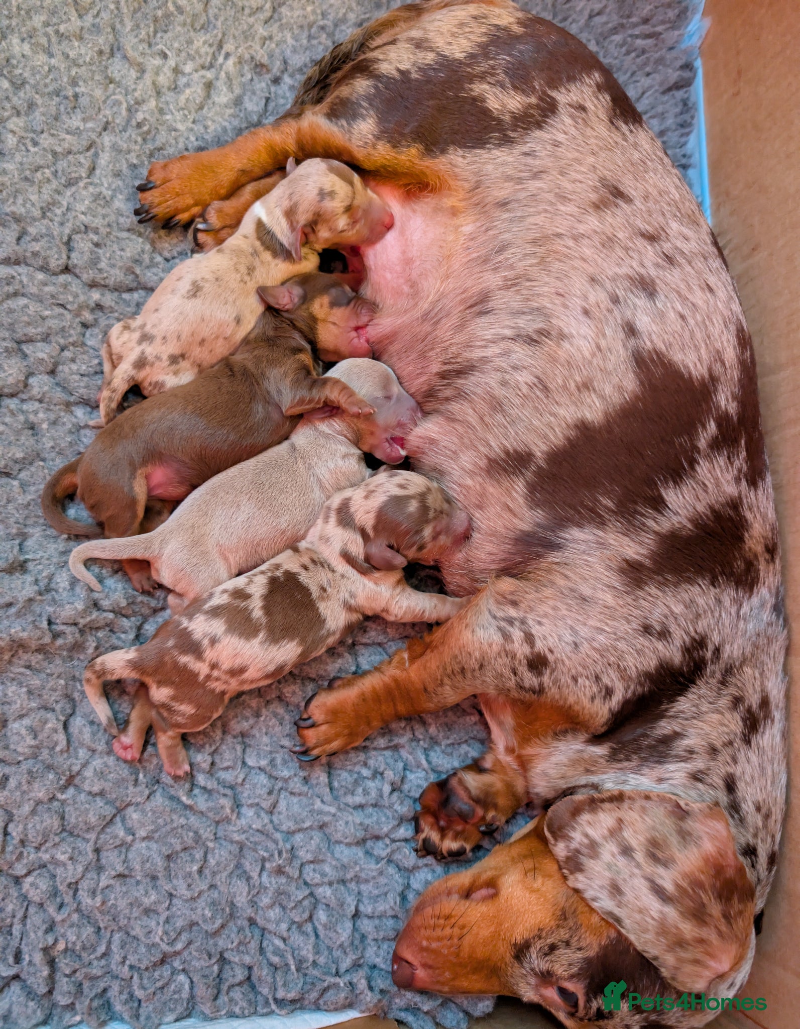 Miniature Dachshund dogs KC reg Miniature Dachshund long and short haired  - Advert 2