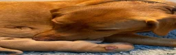 Labrador Retriever dogs for sale: Exquisite Fox Red KC Labrador Puppies  - Advert 2