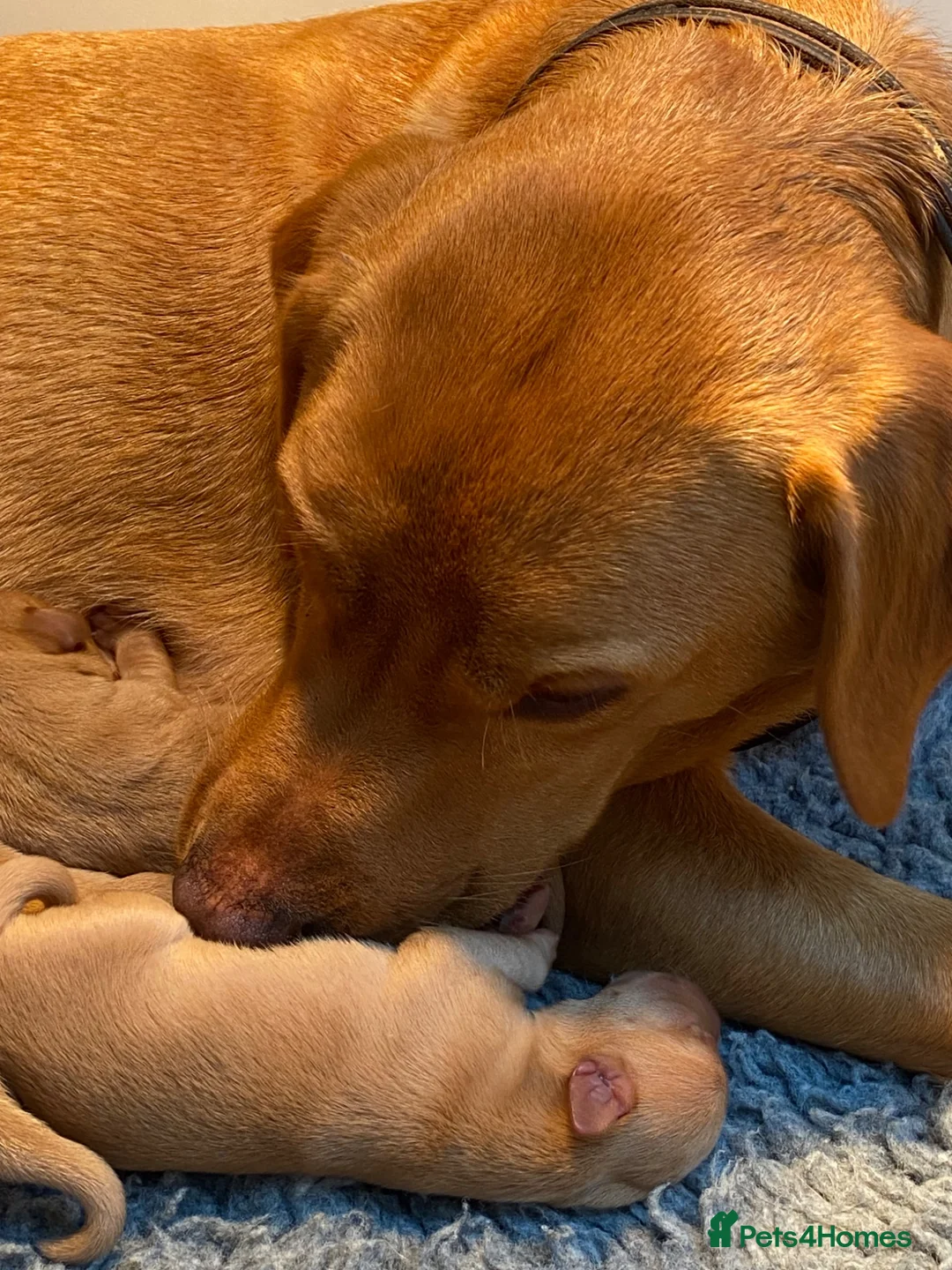 Labrador Retriever dogs for sale: Exquisite Fox Red KC Labrador Puppies  - Advert 2